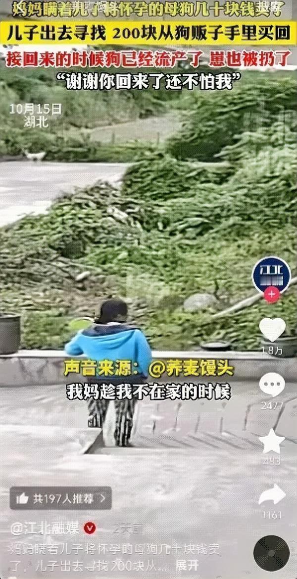 卖怀孕的狗不是卖东西是把信任撕成碎片谁都知道狗通人性可有人偏要为几十块