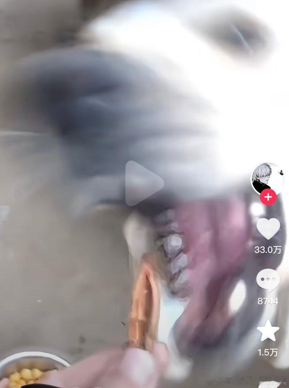 给狗吃槟榔让他上瘾评论区也都还羡慕上了