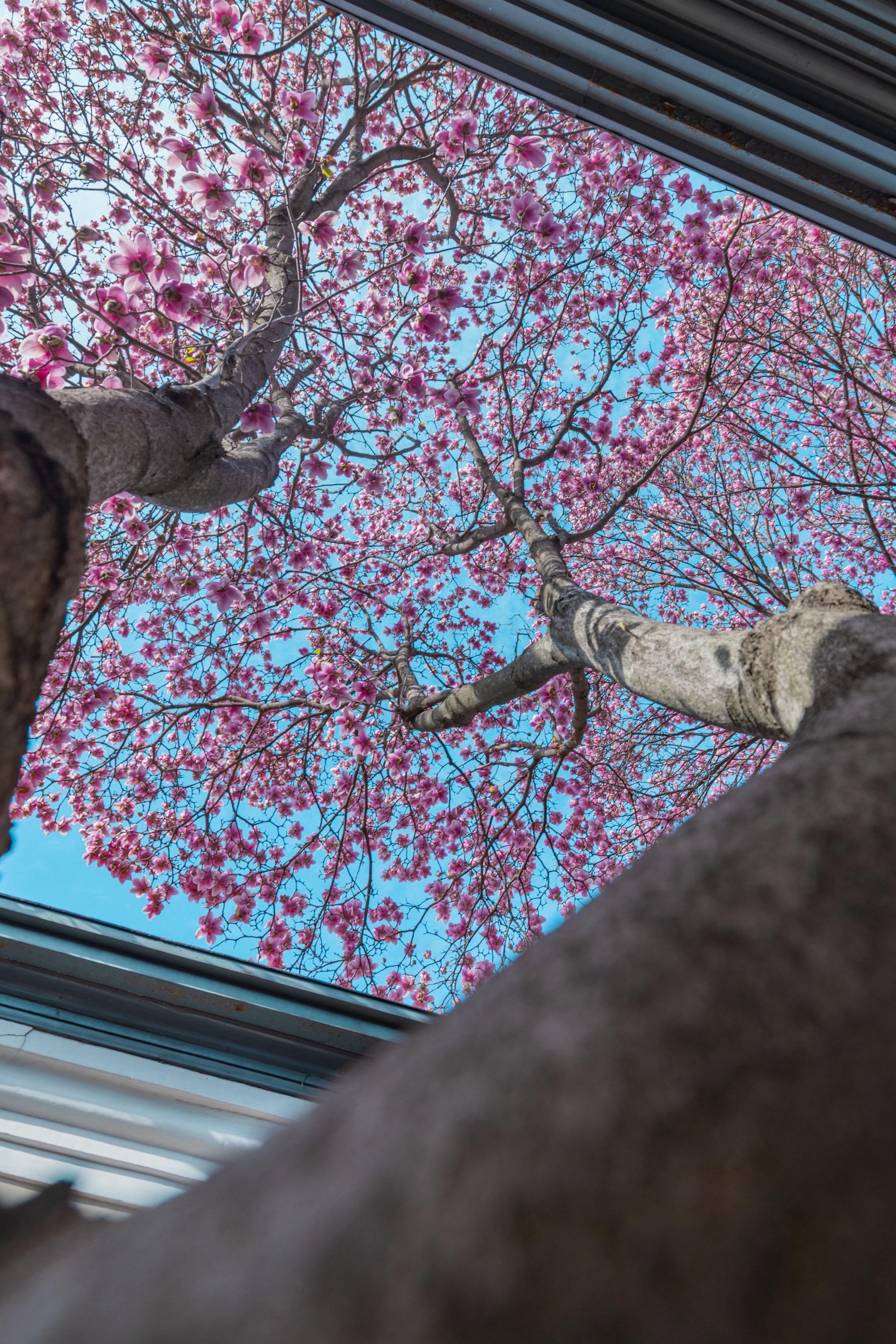 南京总统府的紫玉兰开了！抬头即是漫天花穹。南京的春天真的是一万次的春和...