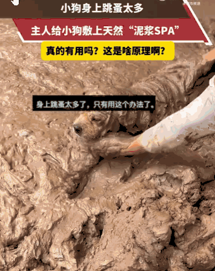 万万没想到！四川，小狗深受跳蚤困扰，浑身痒得不行。主人灵机一动，找来天然泥浆，细