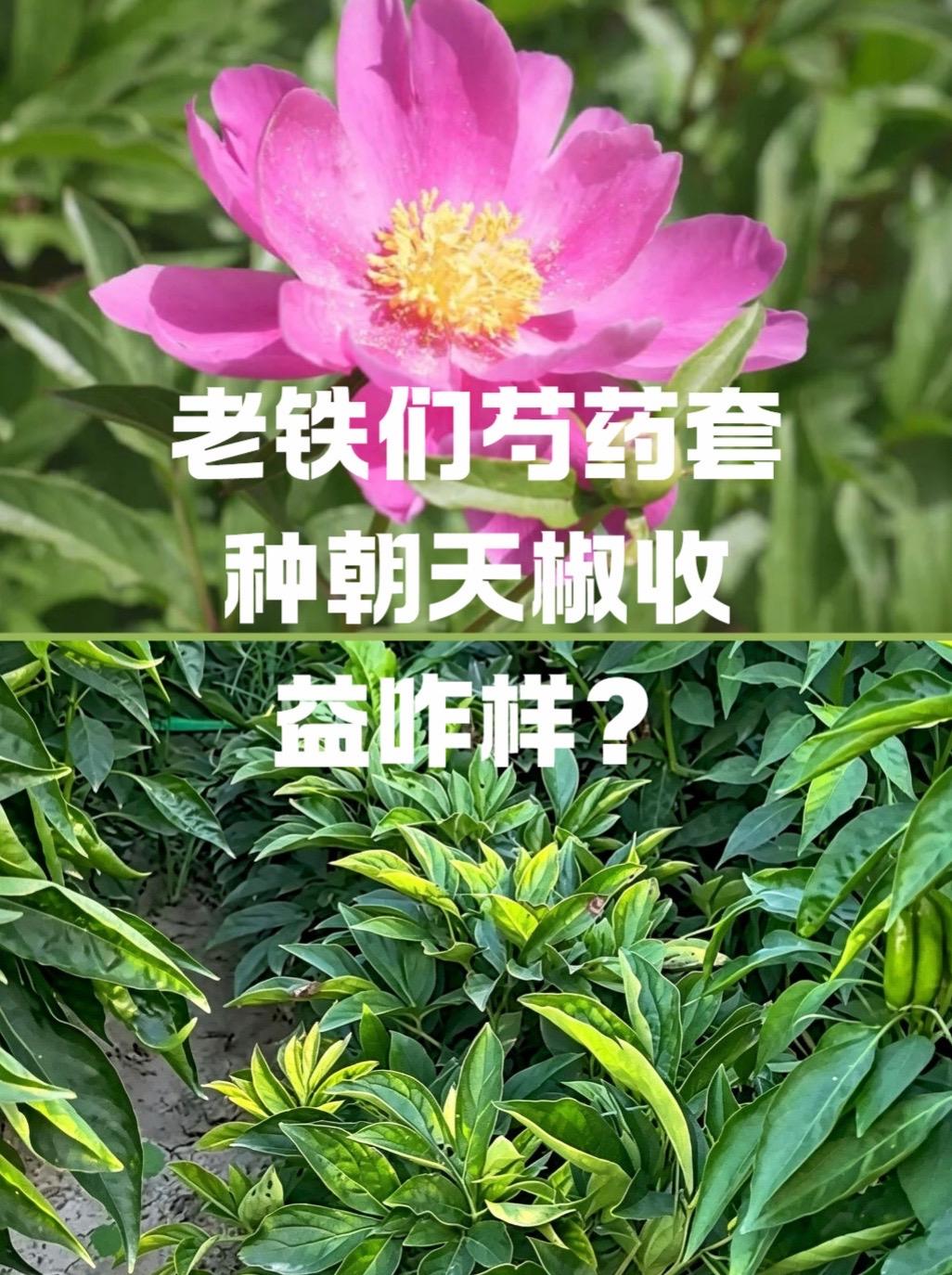 芍药套种朝天椒收益如何？辣椒种植芍药种植收益芍药生长周期长达4-5年，
