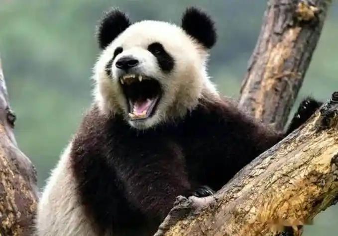 四川曾有老虎，可是为什么没吃大熊猫？你别看老虎是百兽之王，但它宁可饿着也不会动熊