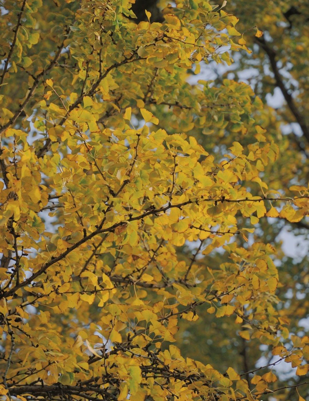 在距离合肥/南京1.5h的车程外有一棵超1700年历史的银杏树其苍劲虬枝间