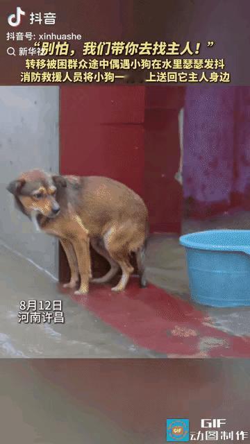 泪目了。河南许昌，一只小狗在暴雨中瑟瑟发抖，看起来可怜又无助，一位转移群众的消防