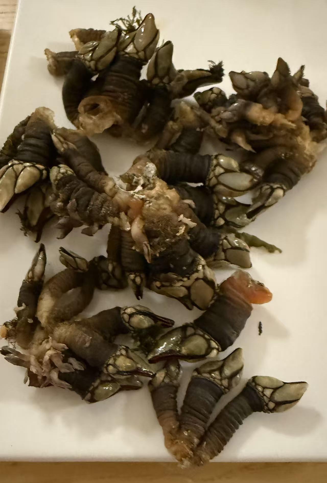 福建人吃海鲜是为全世界除害，造福海洋生物。藤壶，在福建成为“笔架”，也可以成为一