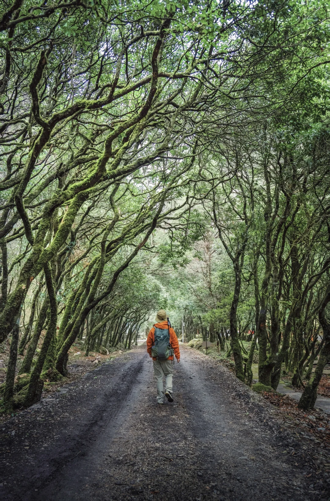 封闭8年的徒步秘境终于开了！苔原仙踪太美了