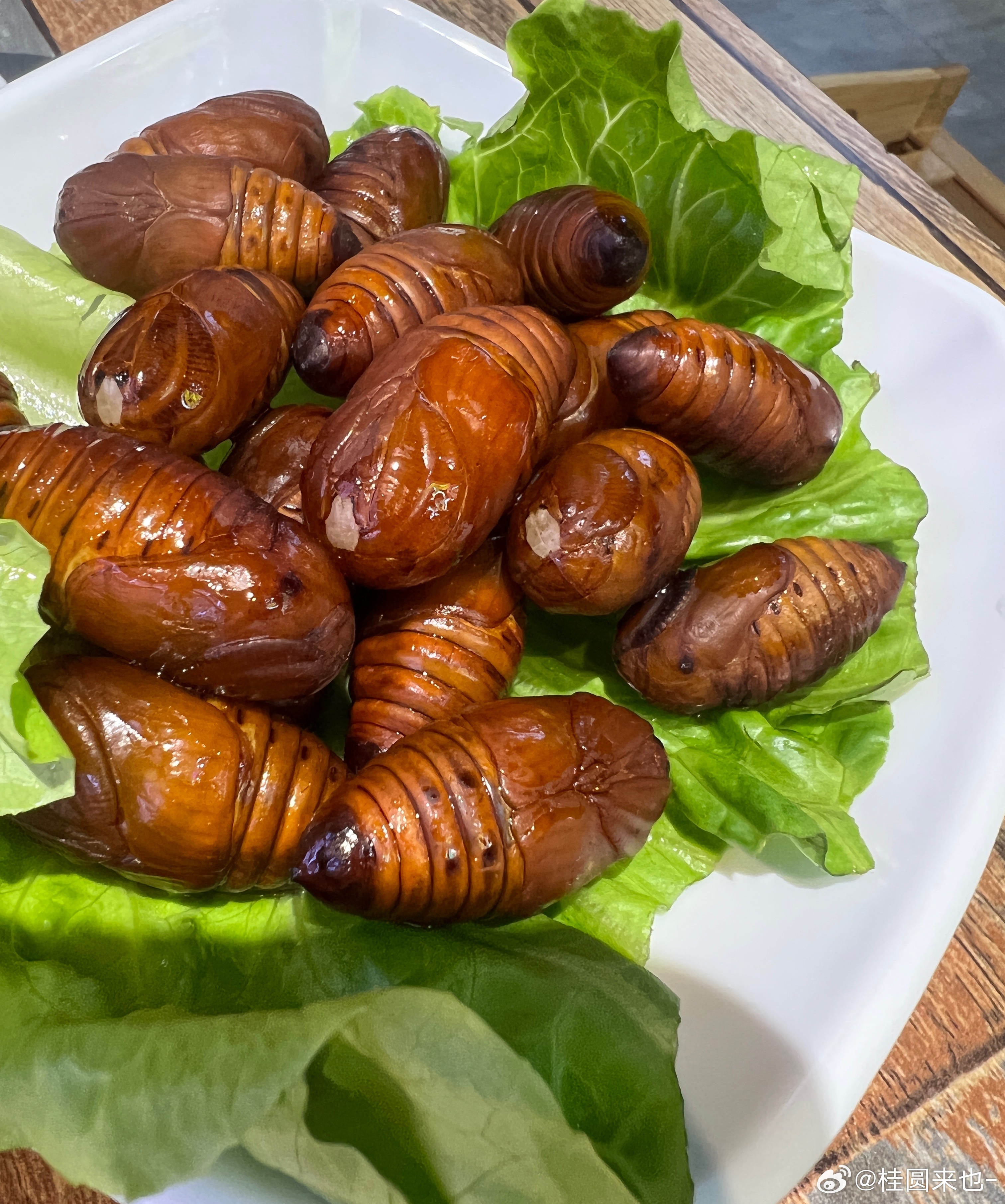 唯一喜欢吃的虫