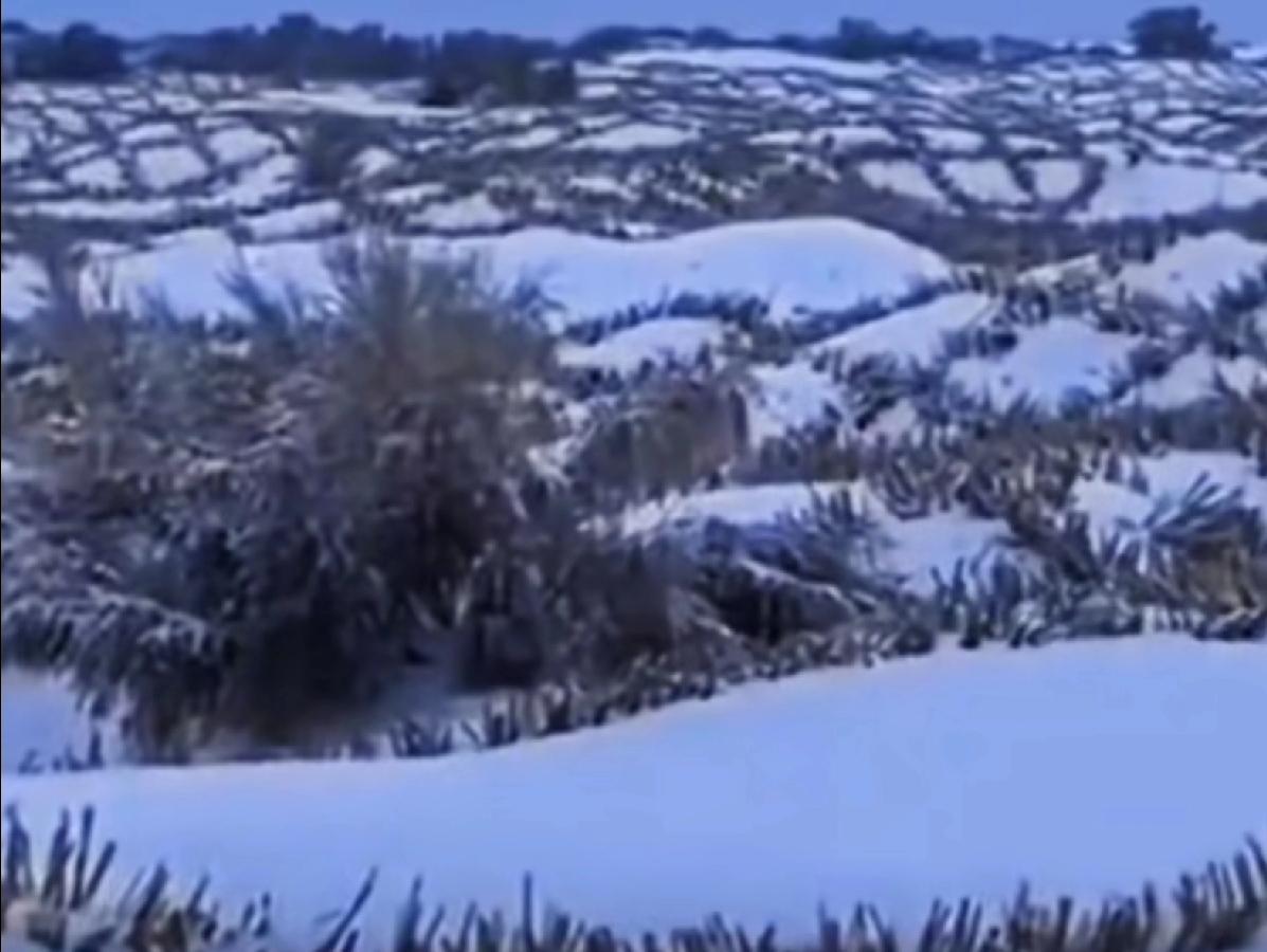 沙漠飘雪是浪漫还是警报？西北暖湿化背后的生态真相谁能想到，中国最大的沙漠塔克