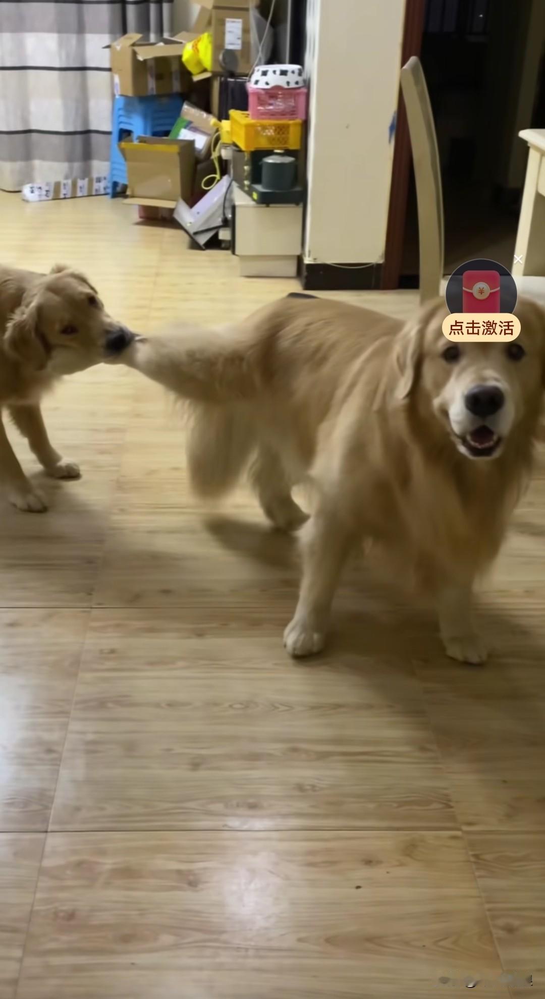 一只金毛公狗被它的“女朋友”欺负了，母狗死死咬住它的一条后腿不松口。这一幕把我逗