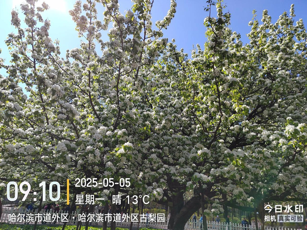 2025.5.5.星期一.天气晴春光明媚，早上又生气了。邻居大姐给拿的花，