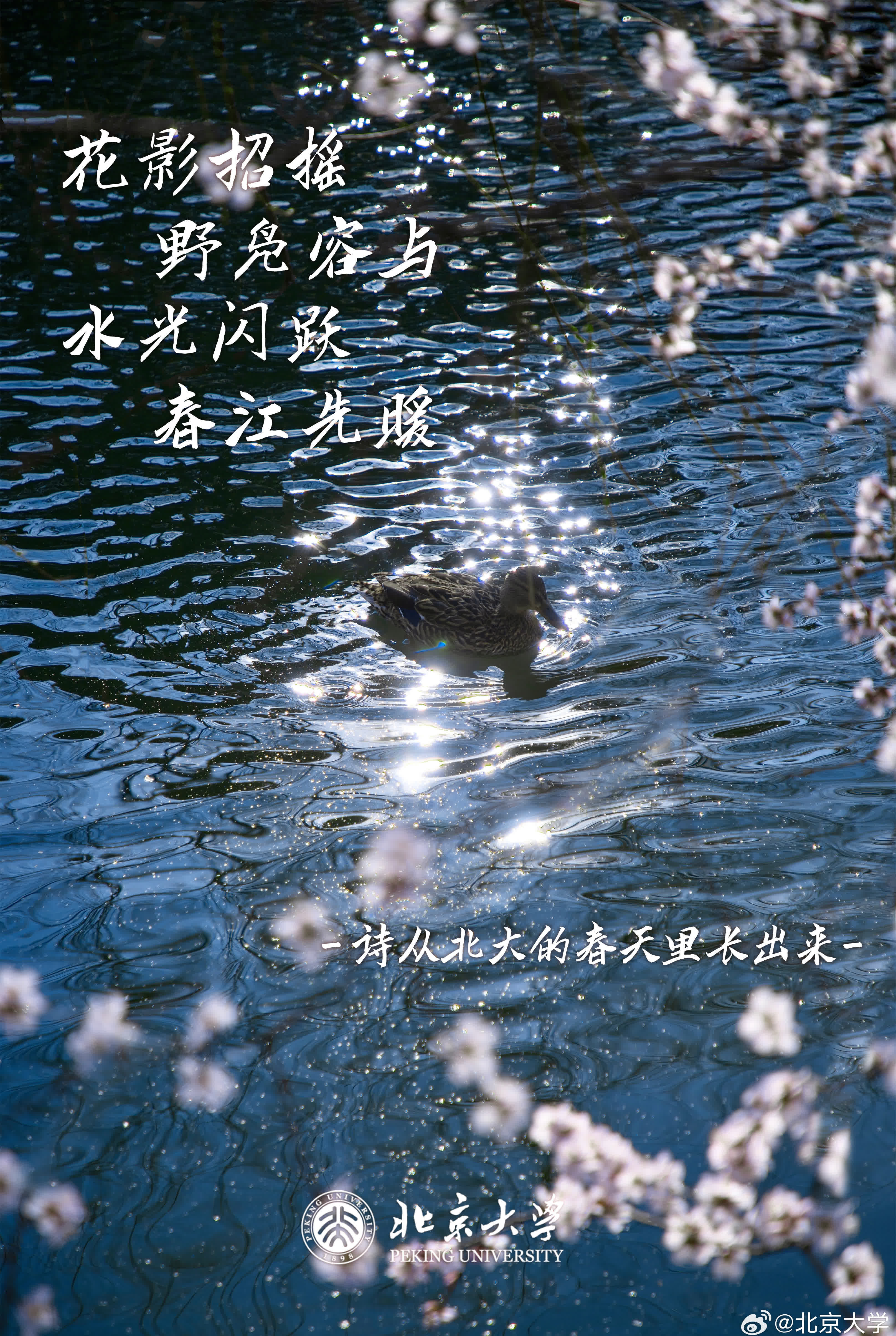 花影招摇，野凫容与。水光闪跃，春江先暖（摄影：郭梦姣，小编：荔枝）
