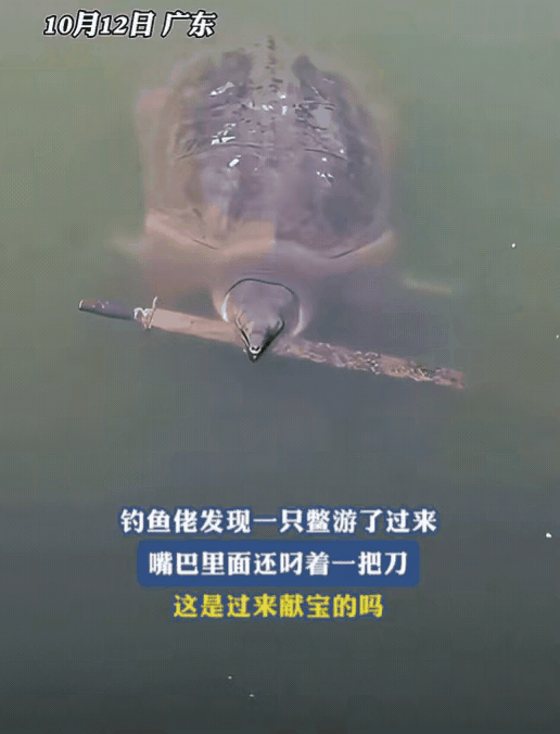 这真的是来献宝的啊[笑着哭]