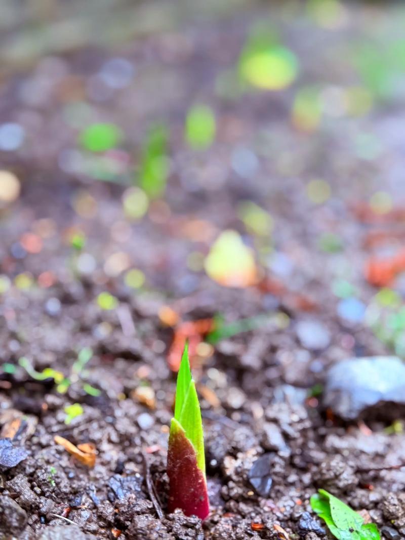 我的创意下联可以是：1、草木知时争破土🤛禽鸟感节竞啼春。2、草木知时争