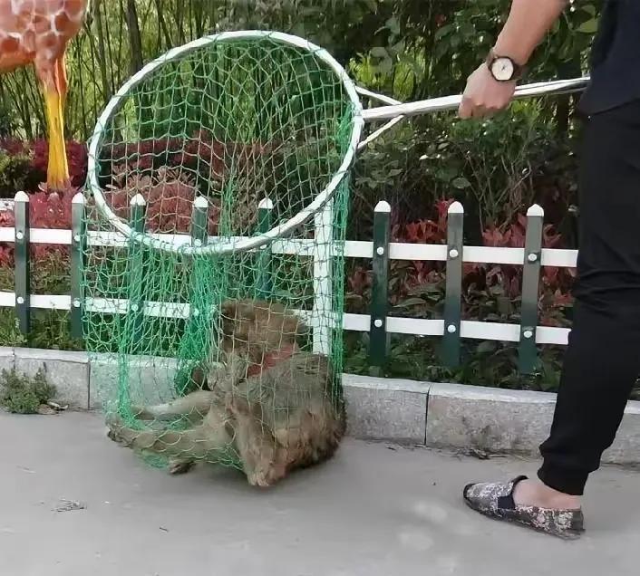 从讨厌无良狗主到非常讨厌狗，只关心狗不顾被咬者，确实伪善，对那些低素质的养狗人应