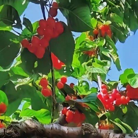 种植樱桃的种植方法如下：1.选择品种：根据所在地区的气候条件和市场需求，选择合