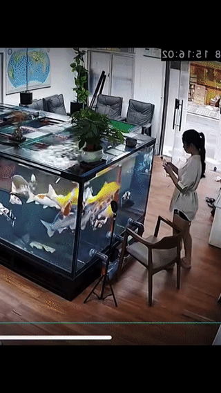 办公室放这么大的一个鱼缸？原来是为了方便跳进去捞手机啊？[捂脸哭]