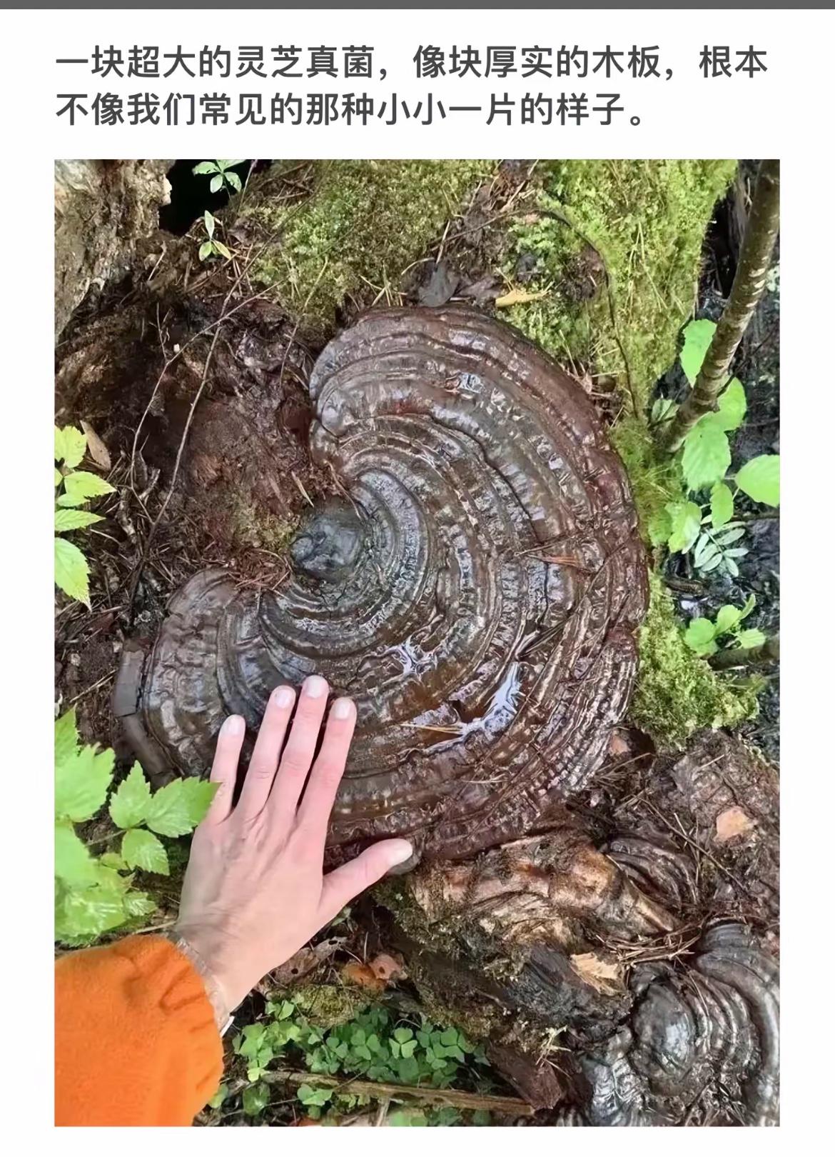 探索大自然的奇迹：巨型灵芝真菌！