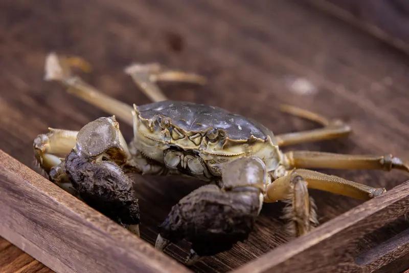 一只大闸蟹，为何让美国一个州如临大敌？去年春天，美国俄勒冈州一