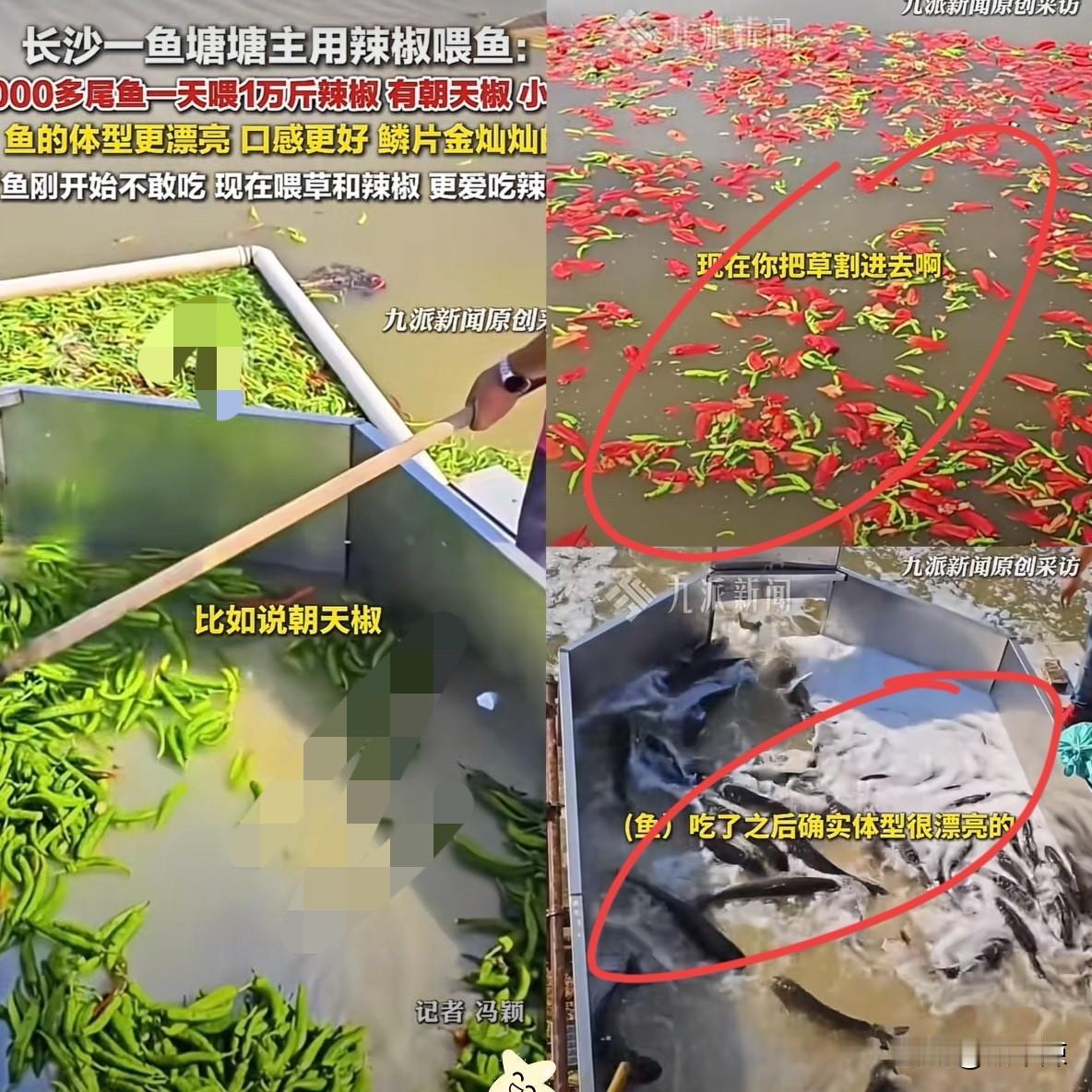 一天喂1万斤辣椒？1长沙一鱼塘主每日给鱼喂辣椒，朝天椒、小米椒都有，并表示鱼吃了