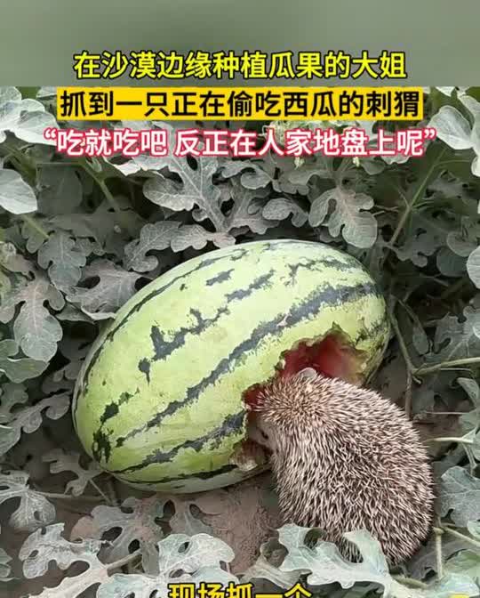 “活该发财！”新疆和田这女子太绝了看见刺猬在瓜田啃西瓜，不仅没赶