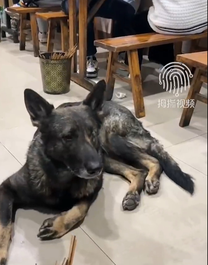 】3月13日，四川成都。一只独眼狗狗进餐馆未被嫌弃，还获轮番喂食。拍摄者王女士称