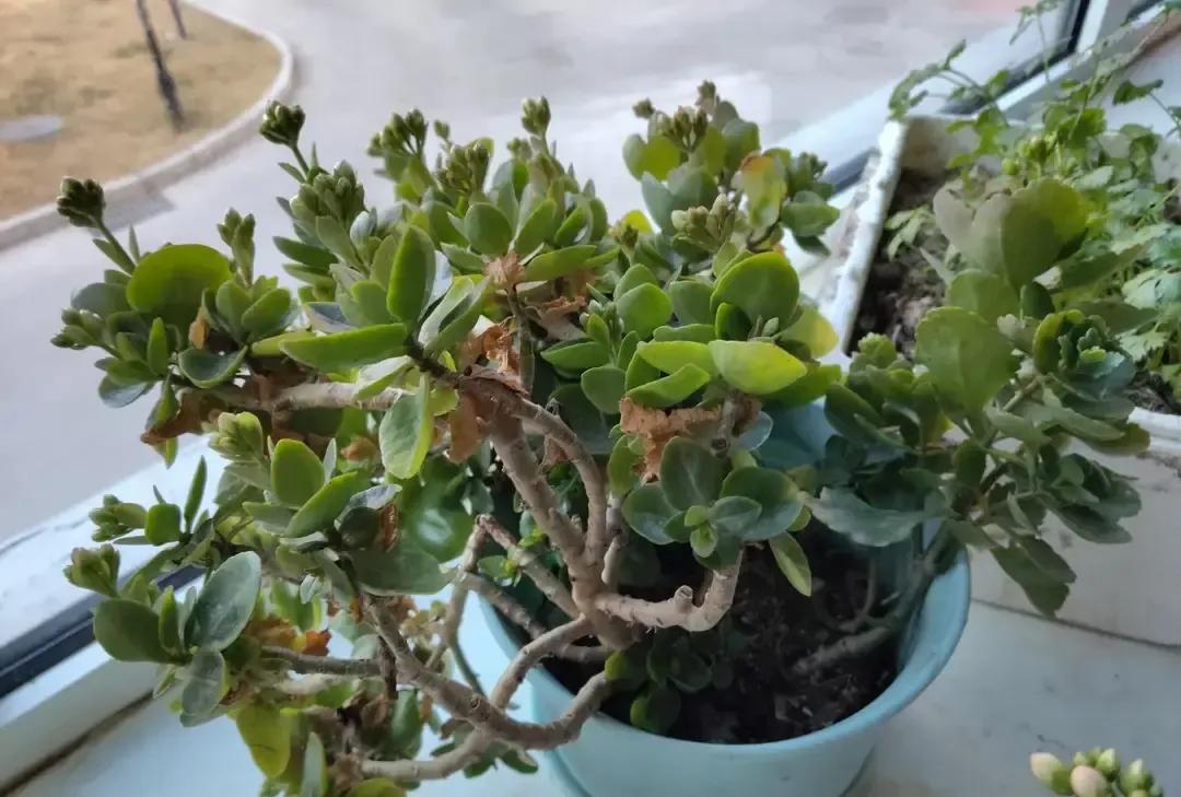 长寿花扦插别贪多叶，一位花友去年开始折腾，把枝条分成2片、4片、6片叶三组，同土