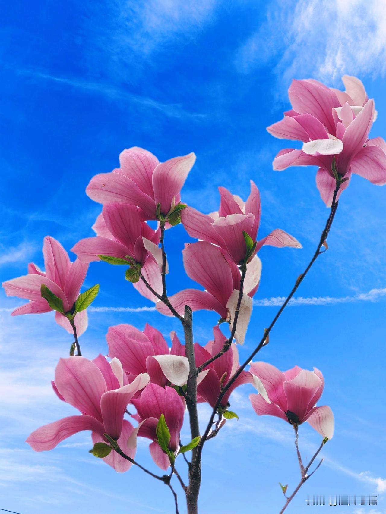 春风拂面花如锦，人间四月正芳菲。