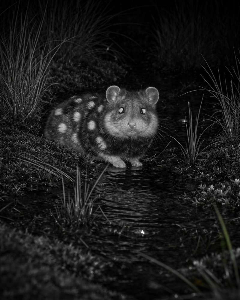 【瑞士盆友提醒我了，我的怀疑是正确的，官媒愚人节开玩笑的新闻还好斑点袋鼬是真的】