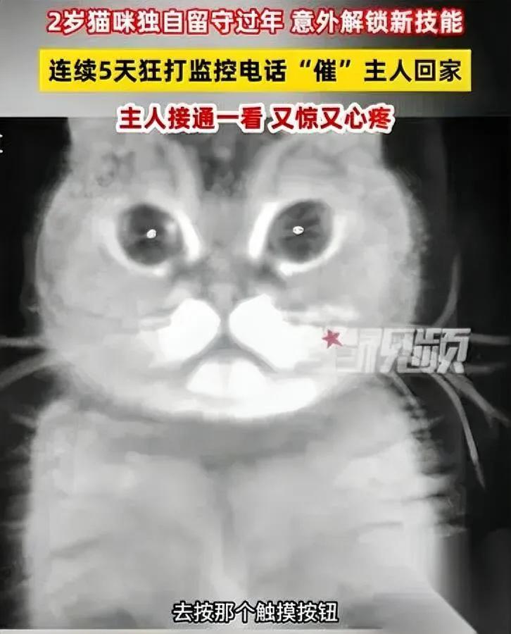 你家猫会打“视频电话”吗？宁波有只小猫，把主人的监控玩成“思念专线”——