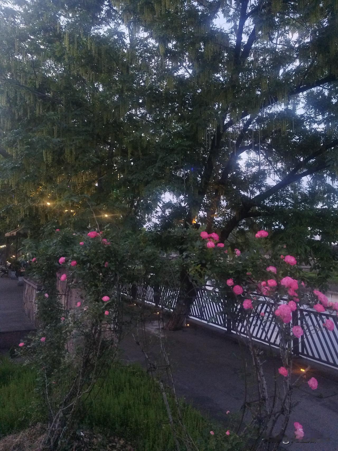 我胃癌后才知道有关内窥镜胃癌方面的知识，只要做了内窥镜胃癌手术，并且没有后续的治