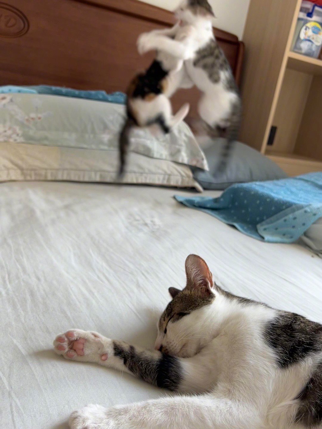 世界纷纷扰扰只有猫妈岁月静好​​​