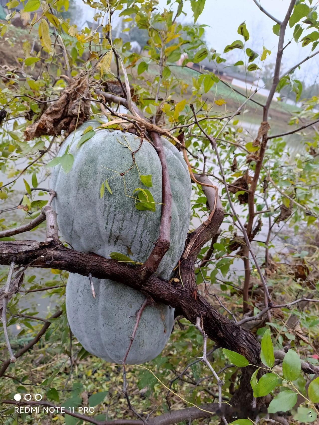 我现在每天，24小时带一周岁零四个月的小孙子，因为和儿媳妇隔着几个省，所以娃所有