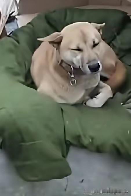 原来，现实生活中像忠犬八公这样的狗狗有很多！一位四川网友骑摩托车时，不慎在路边