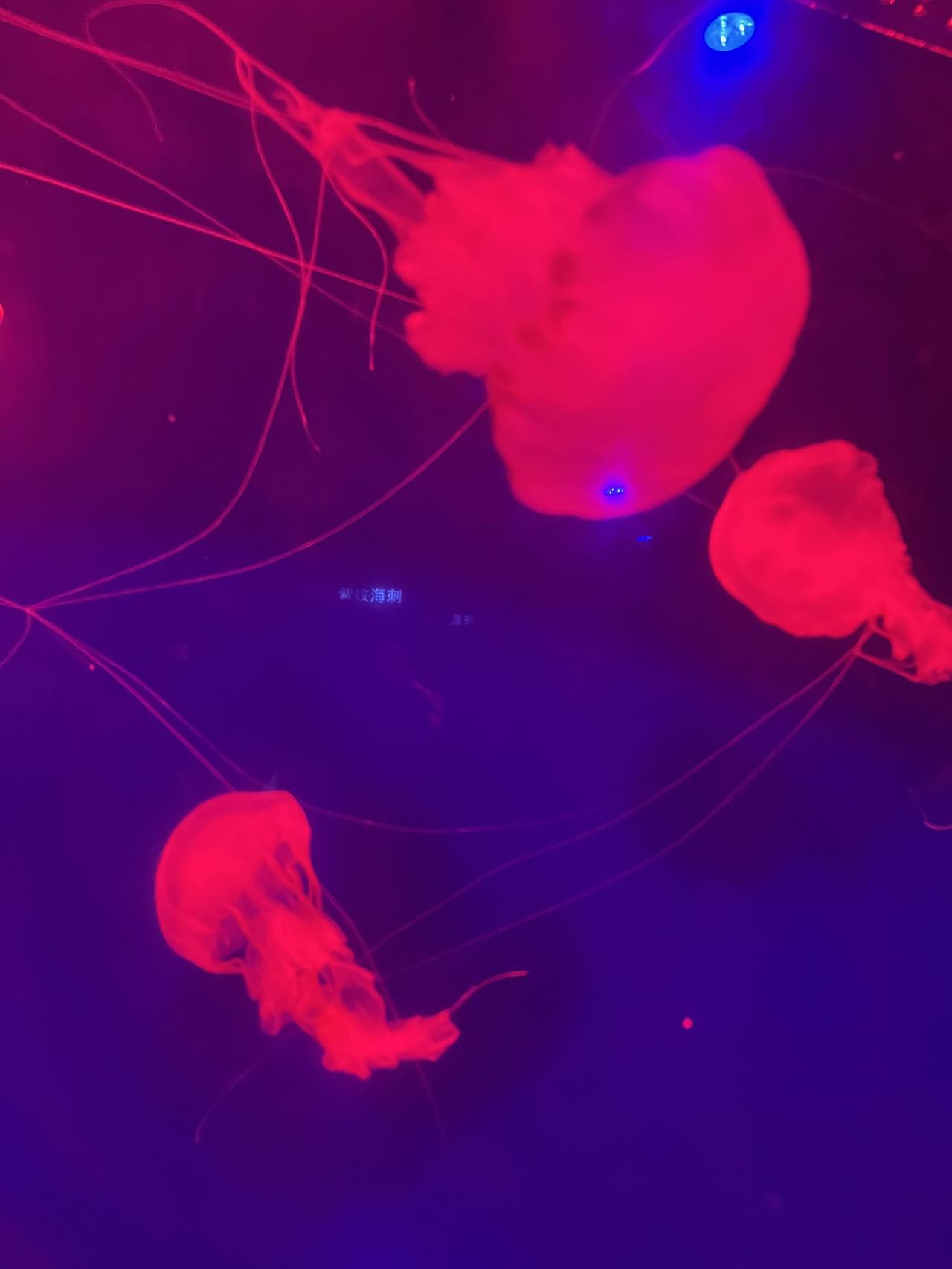 《道德经》里这段话，我读了很多遍，越读越觉得，老子在讲一个最根本的东西——生命力