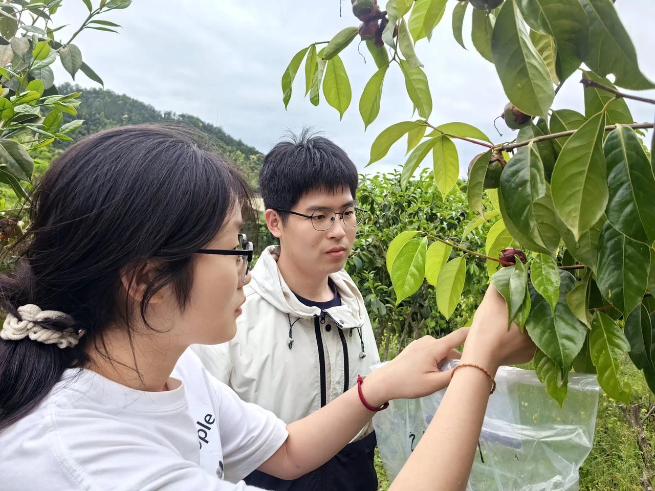 油茶科技小院新的一批研究生来基地科研​一组研究花的形成基理，一组研究果的成熟演