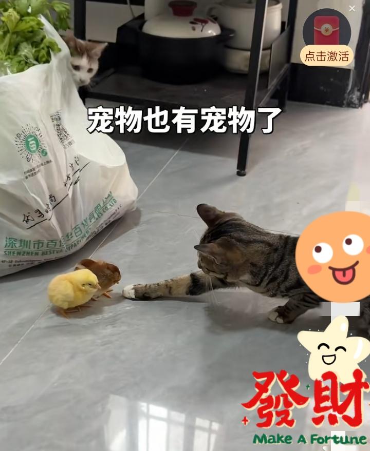 给猫买小鸡当宠物，我被骂惨了！我昨天干了件大事，直接把评论区干成了辩论赛现