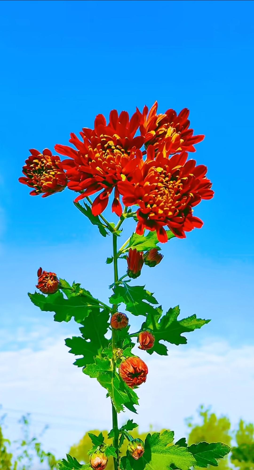 夫妻之间如何保持新鲜感？结婚久了，日子容易变得平淡，很多夫妻会担心感情变淡。其