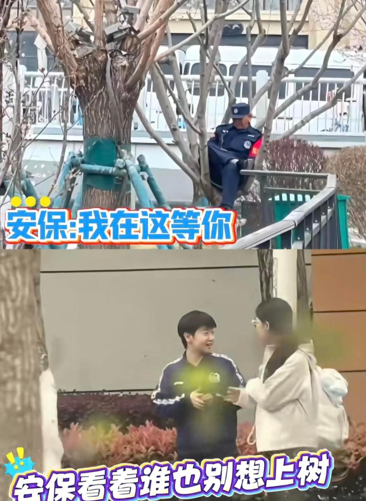 成都那边的树上啊，除了大熊猫，现在多了一帮保安。国乒在成都封闭训练嘛，今年的