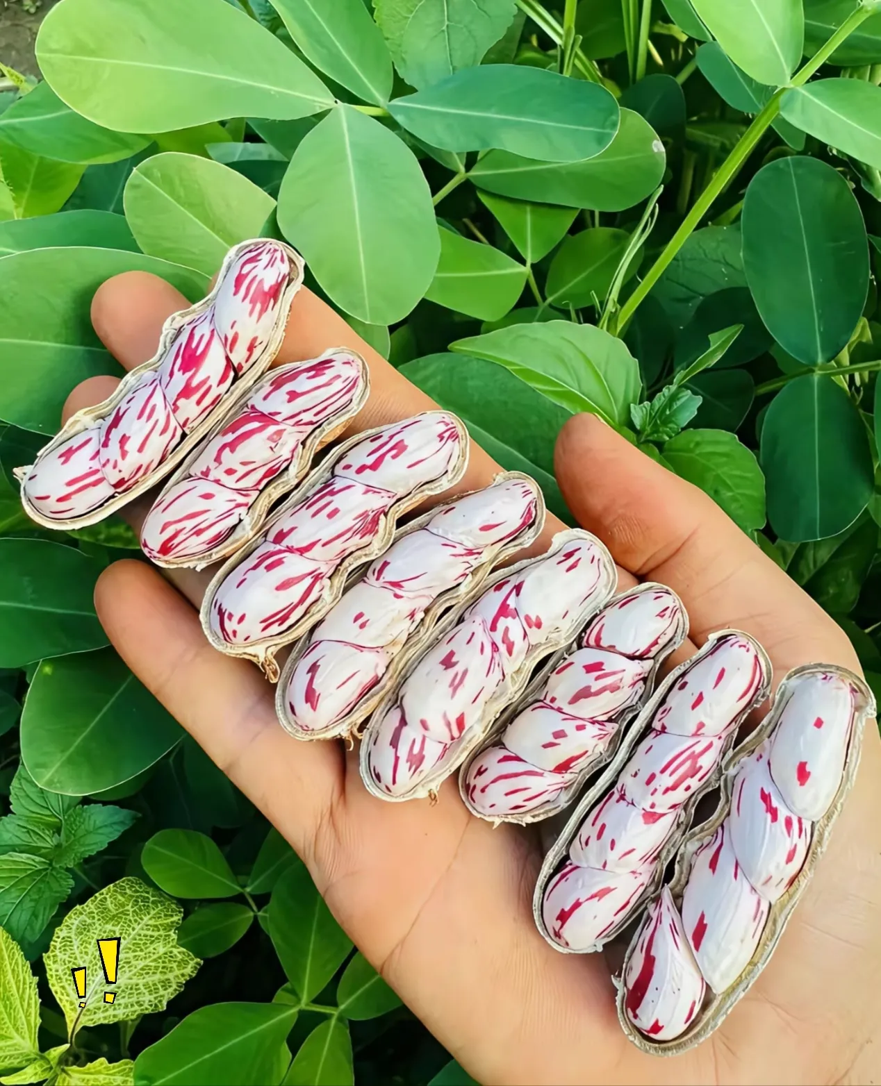 求科普这是哪个城市的美食？名字是啥，看着就好吃