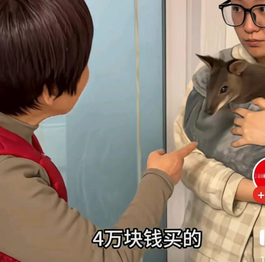 谁懂啊？一姑娘花四万块买了个袋鼠玩偶，家里直接吵翻天了。这事就发生在2025年