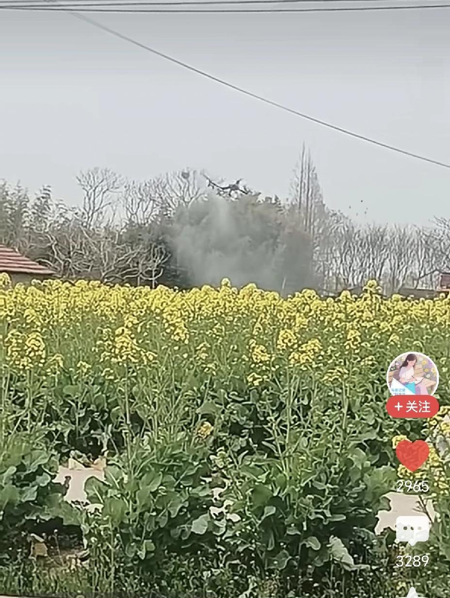 越想越后怕！有人拍到，有人操控无人机，在别人家油菜花开得正盛时偷偷喷洒农药。