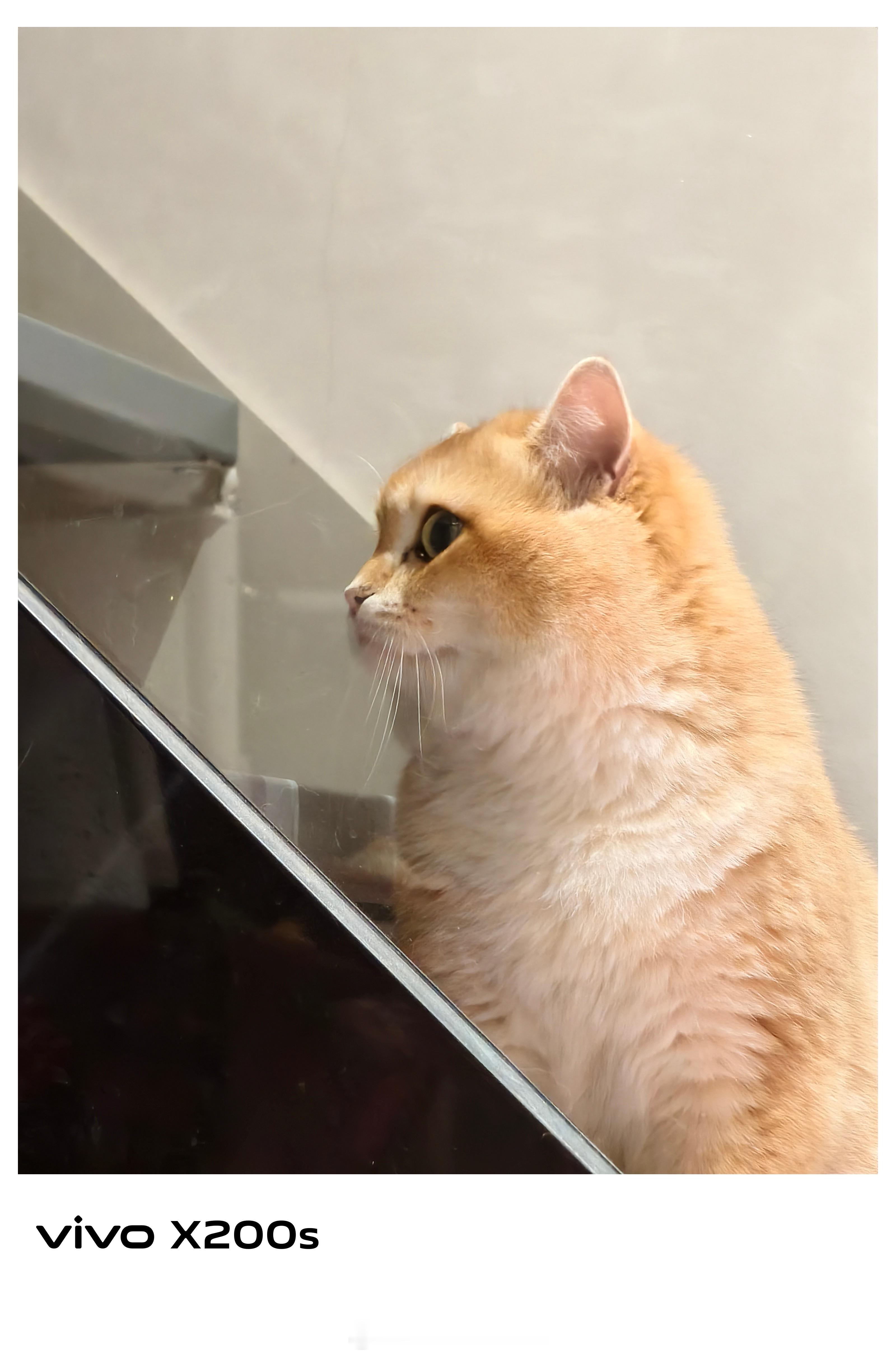 小猫真的能听懂人话你好，认识一下，我是小猫。没发出去吗怎么回事？在忙吗？没有看到