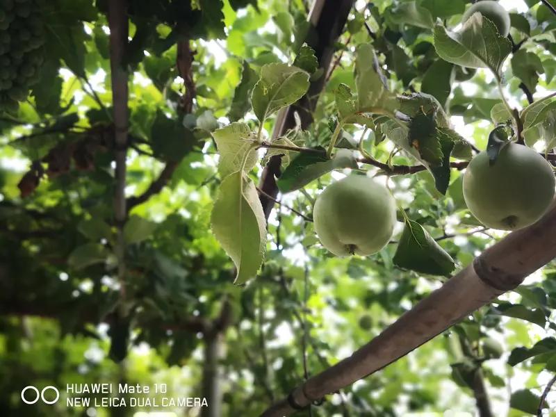 小时候，我去二舅妈家的果园，心里想着摘几个苹果。可舅妈一直跟着我，跟我说不能摘树