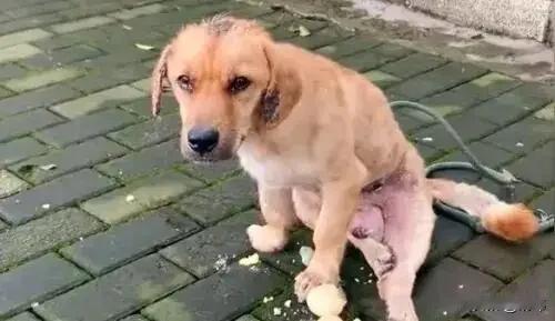 这天夜里，一位小姐姐去夜跑，结果跑到一条小路上的时候，看到一只流浪狗，它蹲在地上