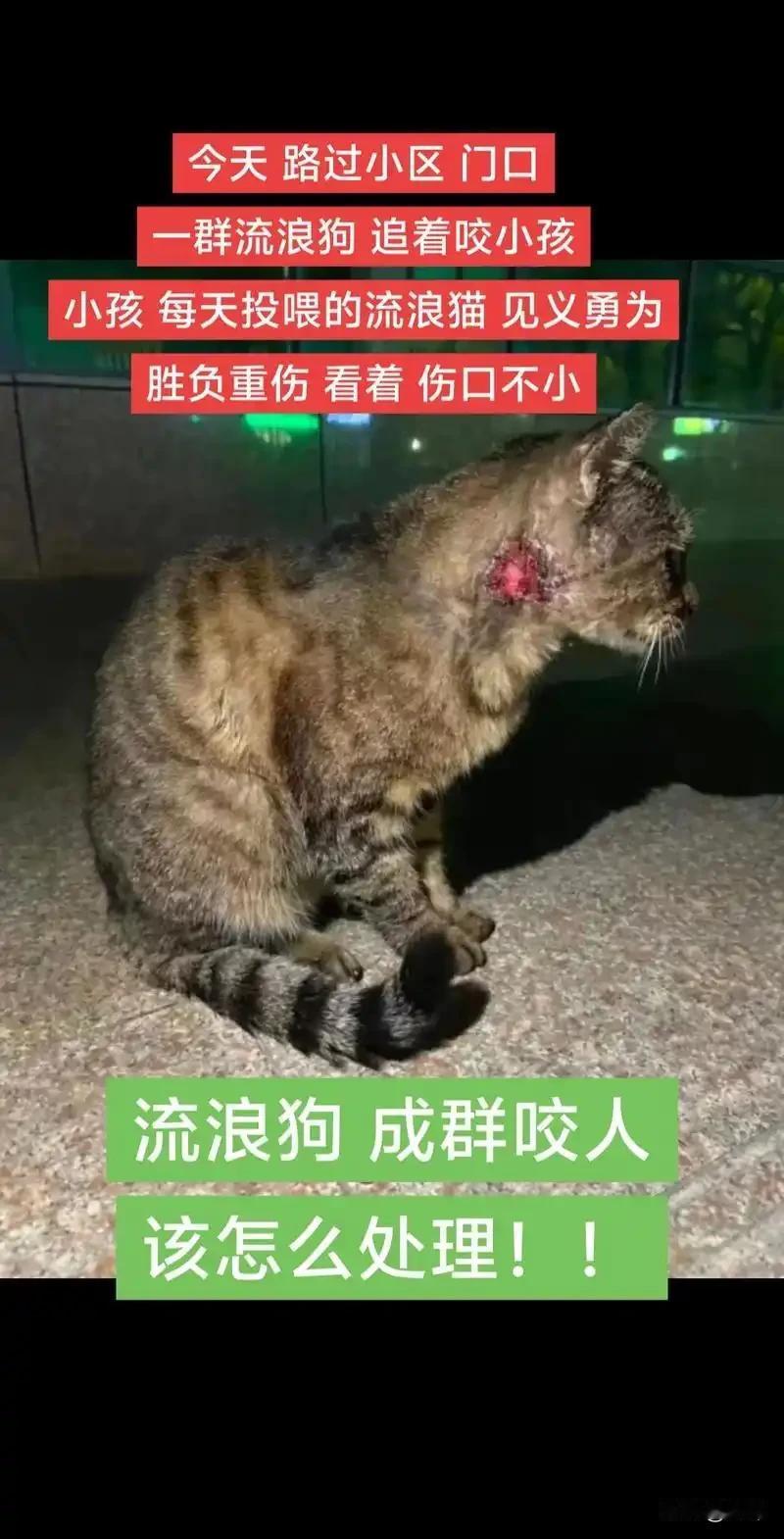 一位小朋友经常投喂一只流浪猫，每当看到小朋友，这只猫咪就跑出来和他玩儿，而小朋友