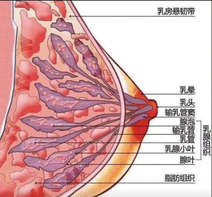 众所周知乳房的一大功能就是用来哺育后代的。几乎所有的哺乳动物乳房都有一个共同特