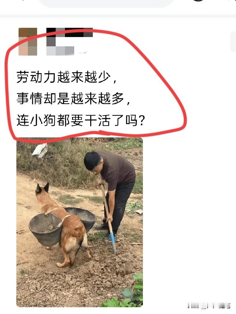 为了这点流量，狗子也只能夹着尾巴干活了。