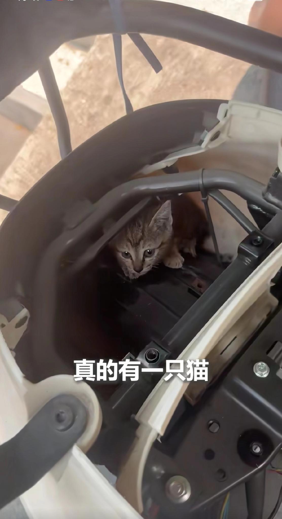 没想到上人民日报了！女子骑电瓶车时总能听见猫叫，车停了又不叫，找遍全车也没找