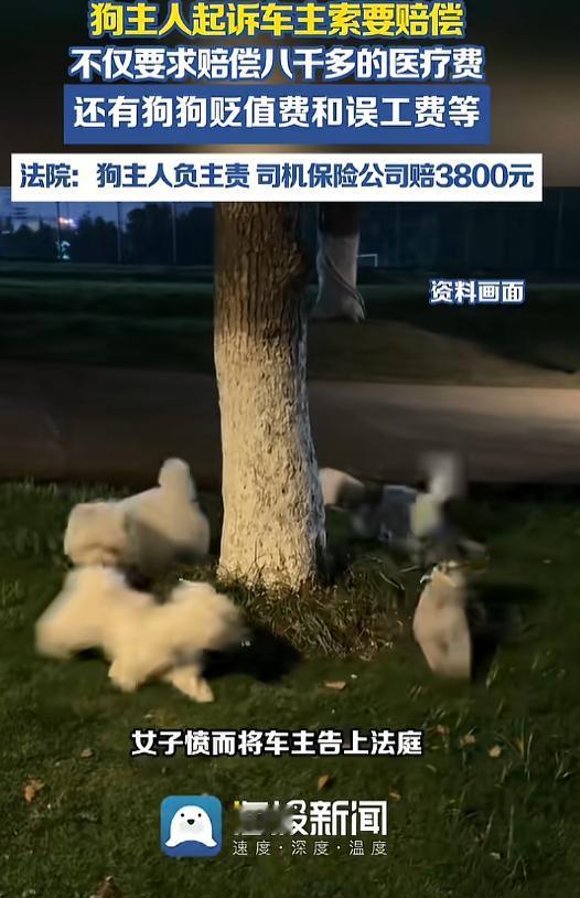 “不拴绳的后果！”8月25日报道，北京，一女子遛狗不拴绳，狗狗突然蹿出去窜入车道