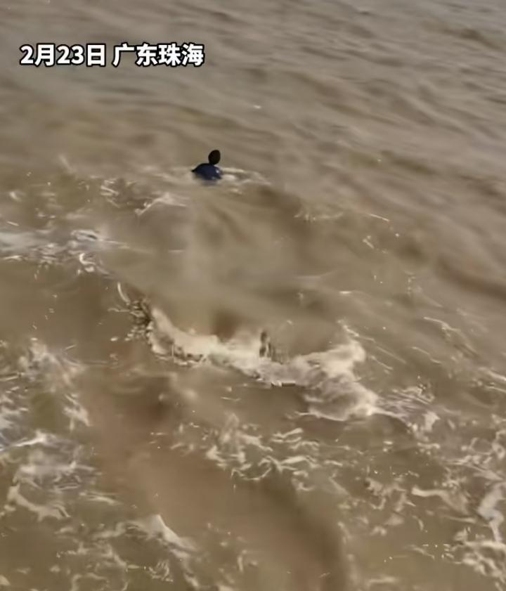 近日广东珠海这事看的让人揪心，鹦鹉掉海里，孩子在岸边哭得不行，当爸的也是心疼孩子